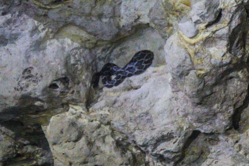 From Cancun: Kantemó Snake Cavern Adventure - Exploring the Yucatán’s Hidden Natural Marvels