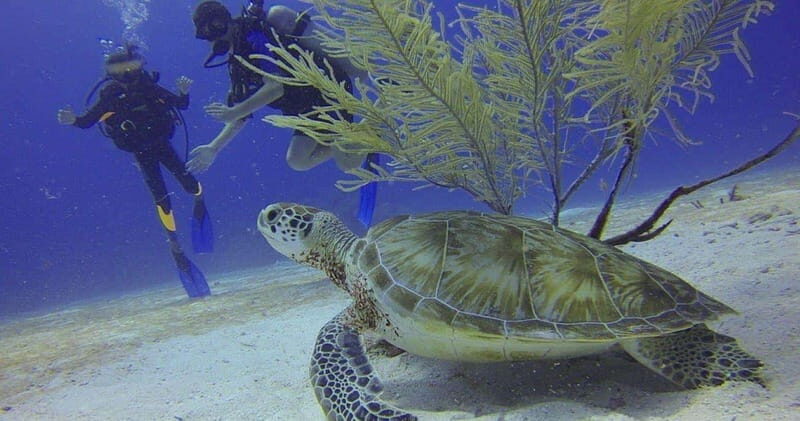 From Cancun: Shipwreck Dives Experience in Puerto Morelos - What’s Included and What’s Not