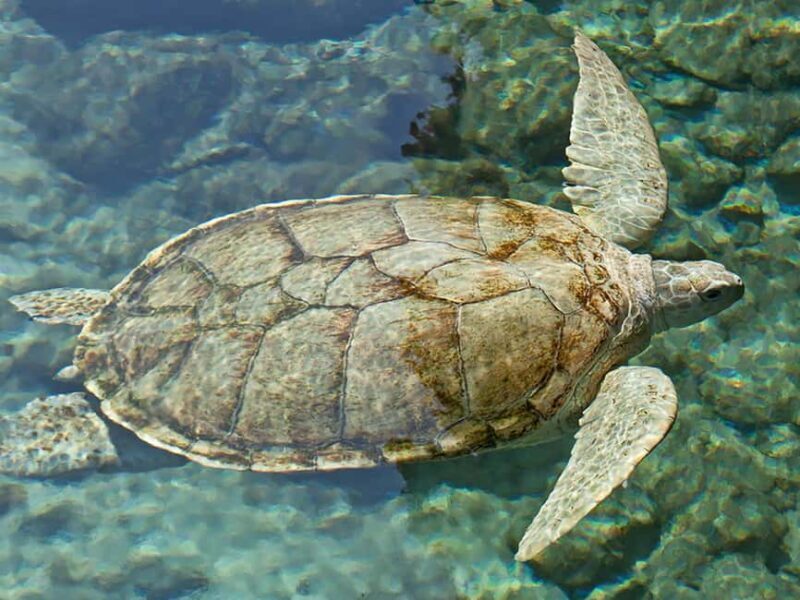 From Cancun: Xcaret Plus Park, the complete experience - From Cancun: Xcaret Plus Park, the Complete Experience — A Detailed Review