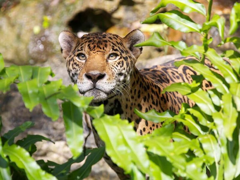 From Cancun: Xcaret Plus Park, the complete experience - Key Points