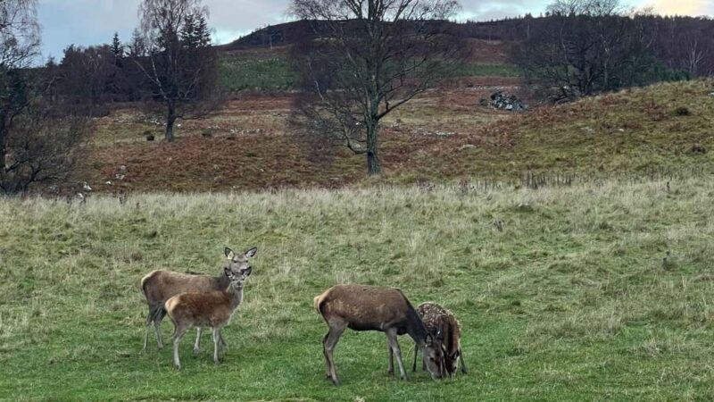 From Carrbridge: Cairngorms, Whisky, and Highland History - Discover the Scottish Highlands: Cairngorms, Whisky, and Highland History