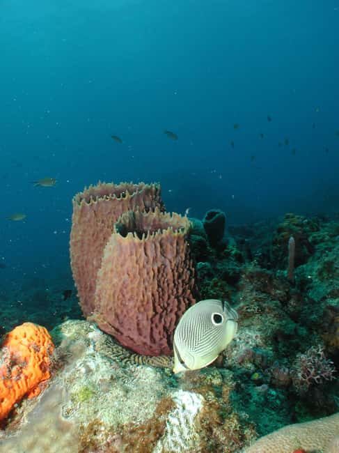 From Castries: St. Lucia Scuba Diving Excursion - Key Points