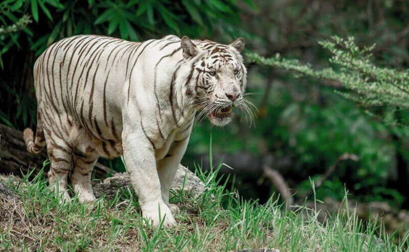 From Cebu City: Cebu Safari and Adventure Park Day Tour - Location and Accessibility