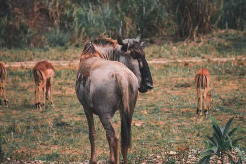 From Cebu City: Cebu Safari and Adventure Park Day Tour - What to Bring and What Not to Bring