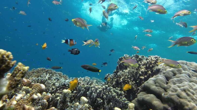 From Cebu City: Moalboal Pescador Snorkeling Tour + Lunch - FAQs