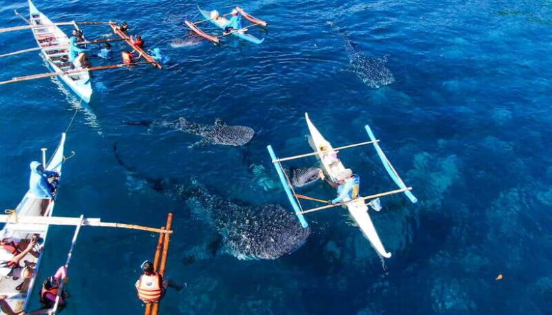 From Cebu City: Scuba Diving with Whale Sharks Trip in Oslob - The Experience: Authenticness and Practicality