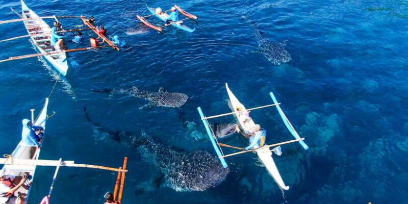 From Cebu City: Scuba Diving with Whale Sharks Trip in Oslob - The Sum Up