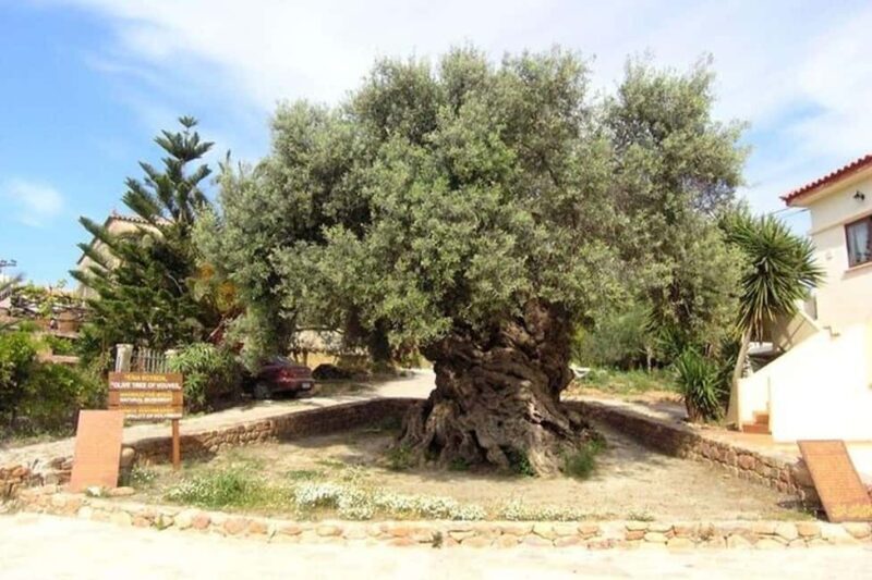 From Chania: Olive Oil, Wine, Cheese & Honey Tasting Tour - The Sum Up