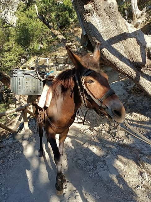 From Chania: Samaria Gorge Hiking Tour Easy Way - What’s Included and What’s Not