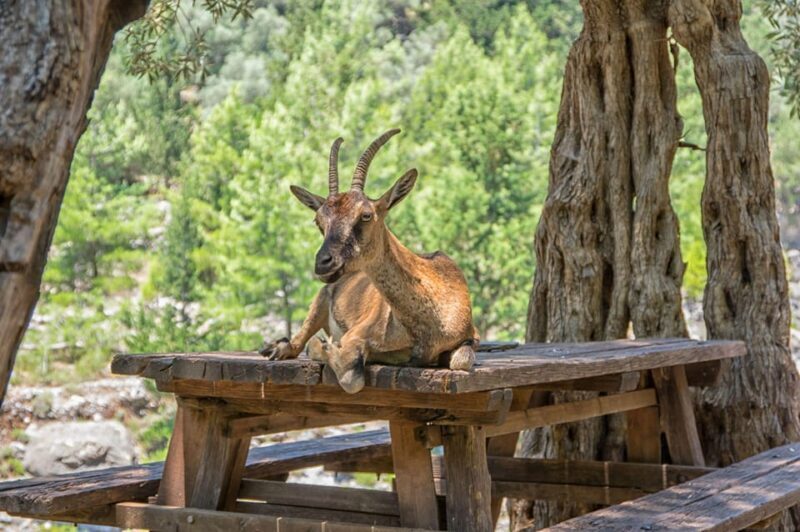 From Chania: Samaria Gorge with Professional Hiking Guide - A Deep Dive into the Samaria Gorge Tour