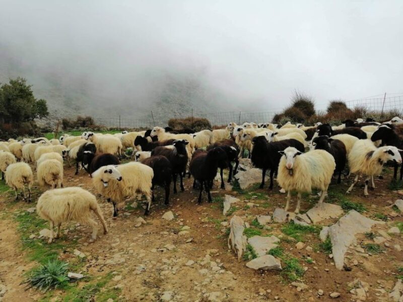 From Chania: White Mountains Land Rover Safari - The Itinerary: What to Expect