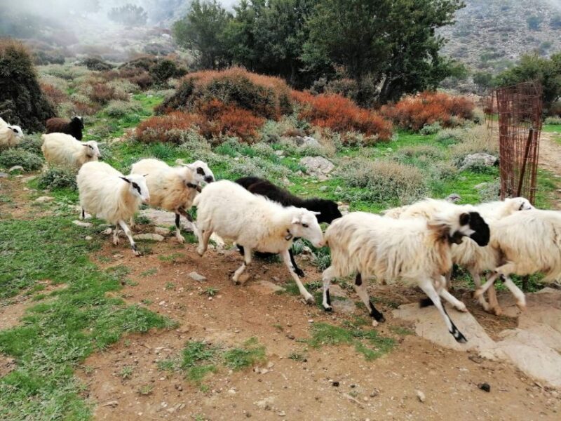 From Chania: White Mountains Land Rover Safari - The Value of the Experience