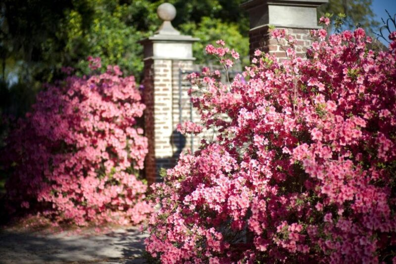From Charleston: Boone Hall Plantation Entry with Transfers - A Deep Dive into Boone Hall Plantation Tour
