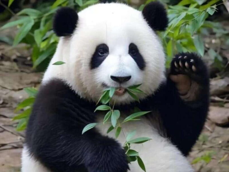 From Chengdu: Leshan Giant Buddha and Panda Base Day Trip - FAQs