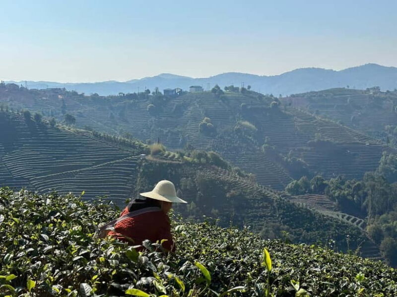 From Chengdu: Tea Garden, Bamboo Weaving & Ancient Town Tour - What’s Included and What’s Not