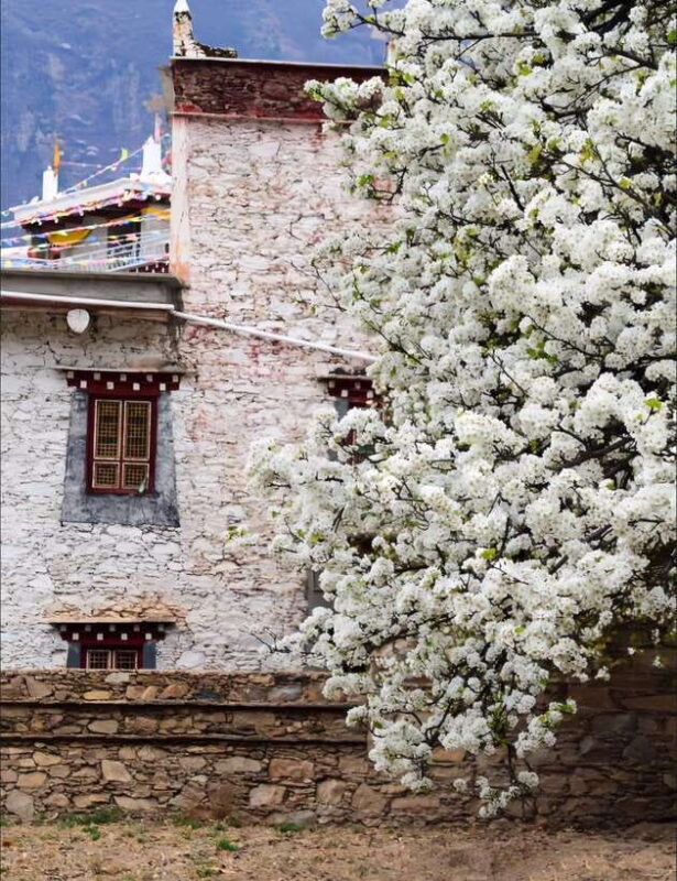 From Chengdu: Tibetan Village Live as a Tibetan Day Tour - The Sum Up