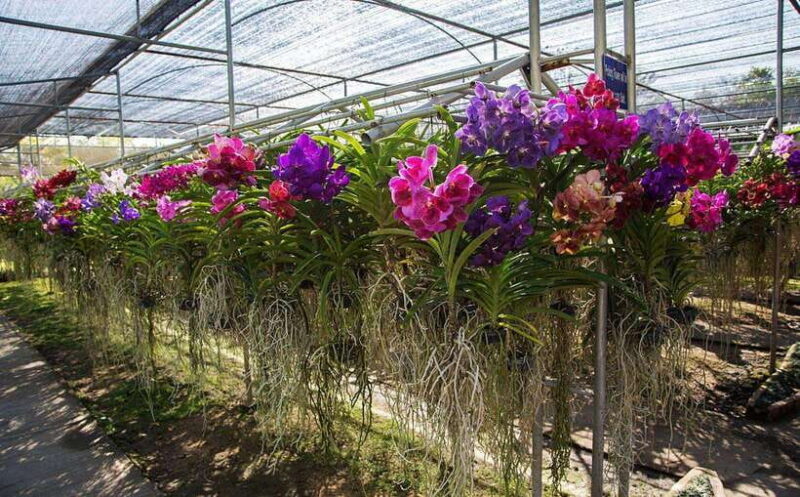 From Chiang Mai: Chiang Dao Cave & 5 Hill Tribe Villages - Who Should Consider This Tour?