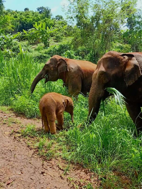 From Chiang Mai: Chiang Mai Elephant Care Morning Program - Key Points