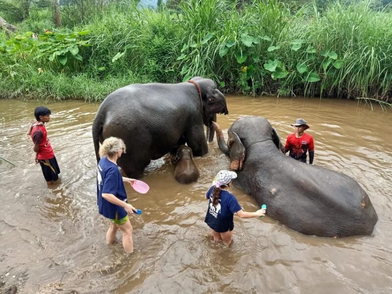 From Chiang Mai: Chiang Mai Elephant Care Morning Program - Practical Details and Considerations