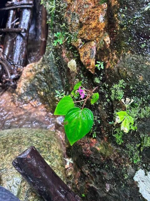 From Chiang Mai: Doi Saket Hiking Tour with Lunch - Deep Dive into the Experience: What Truly Makes It Worthwhile