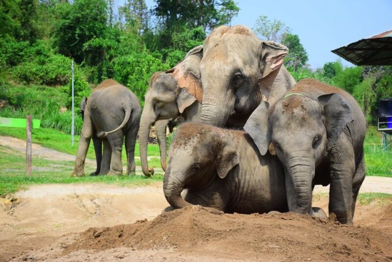 From Chiang Mai: Elephant Care Program and Nursery Tour - Final Thoughts