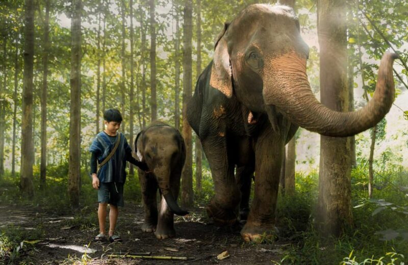 From Chiang Mai: Kerchor Eco Elephant Park Tour - Why This Tour Matters
