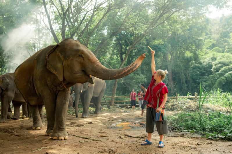 From Chiang Mai: Kerchor Eco Elephant Park Tour - What to Expect and What to Pack