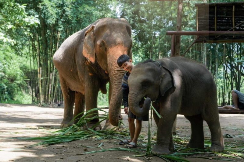 From Chiang Mai: Kerchor Eco Elephant Park Tour - The Value of Your Experience