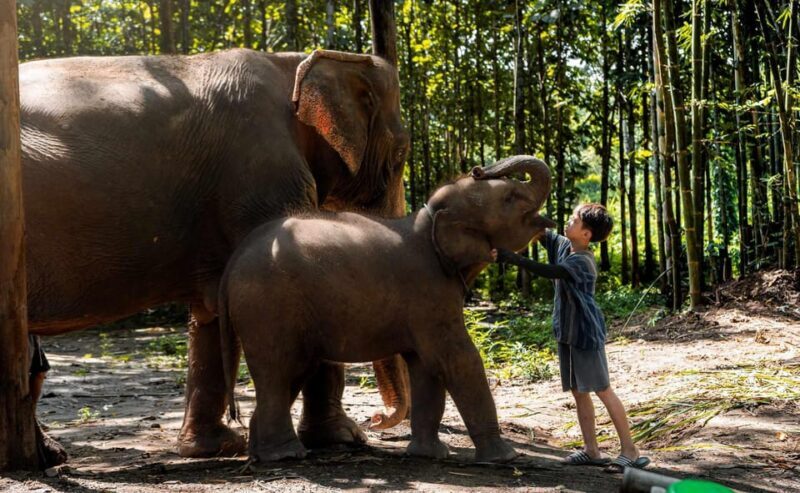 From Chiang Mai: Kerchor Eco Elephant Park Tour - Who Should Consider This Tour?