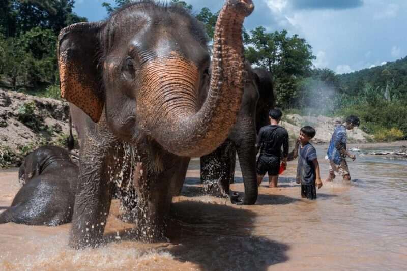 From Chiang Mai: Kerchor Eco Elephant Park Tour - Final Thoughts