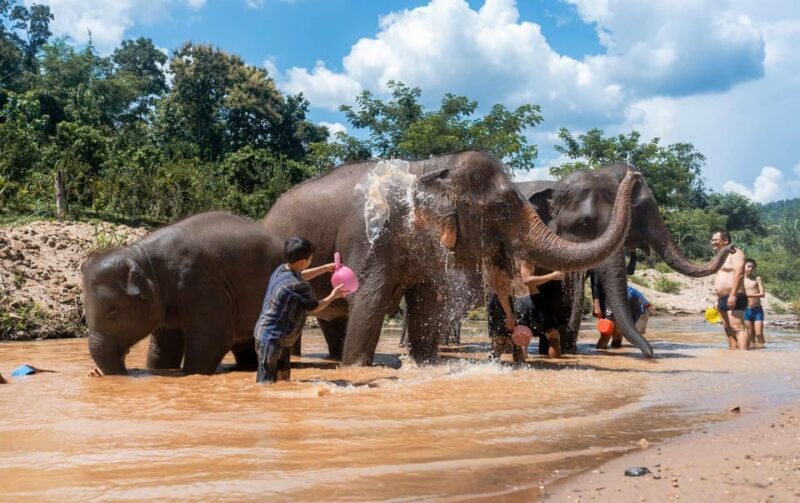 From Chiang Mai: Kerchor Eco Elephant Park Tour - FAQs