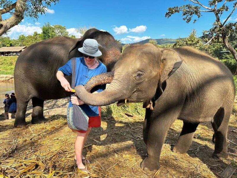 From Chiang Mai: Living Green Elephant Sanctuary Tour - In-Depth Look at the Experience