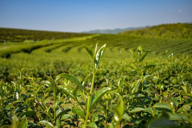 From Chiang Rai: Famous Temples and Golden Triangle Day Tour - Key Points