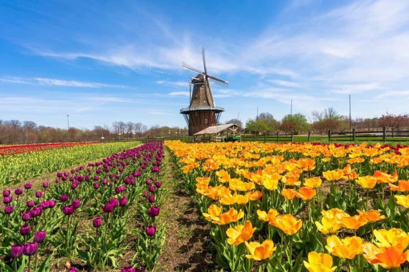 From Chicago:1-Day Windmill Island w/Seasonal Tulip Upgrade - Key Points