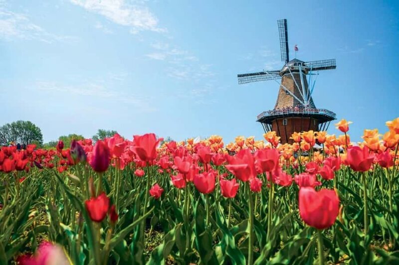 From Chicago:1-Day Windmill Island w/Seasonal Tulip Upgrade - Who Will Enjoy This Tour?