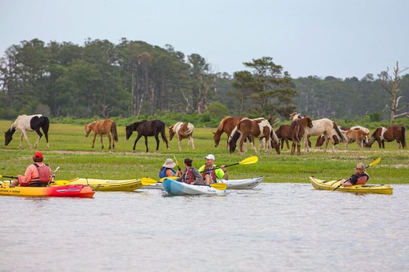From Chincoteague: Guided Kayak Tour to Assateague Island - A Detailed Look at the Kayak Tour