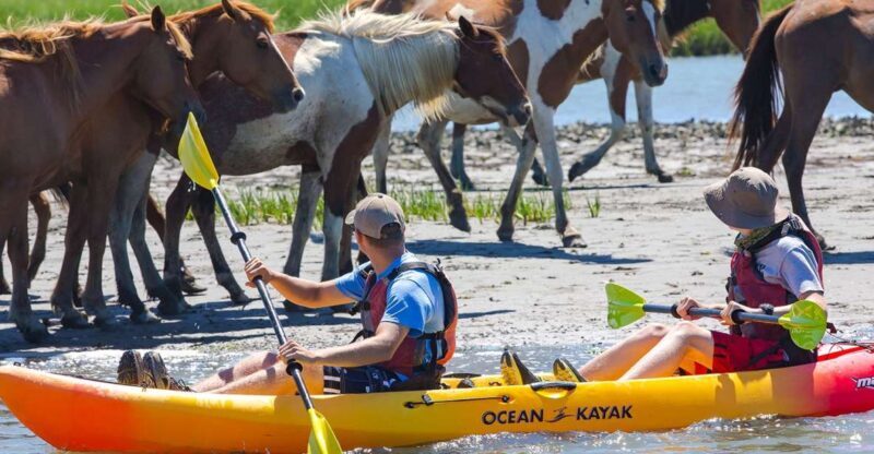 From Chincoteague: Guided Kayak Tour to Assateague Island - What Real Travelers Say