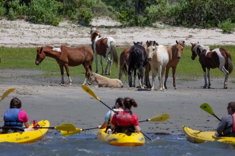 From Chincoteague: Guided Kayak Tour to Assateague Island - The Sum Up