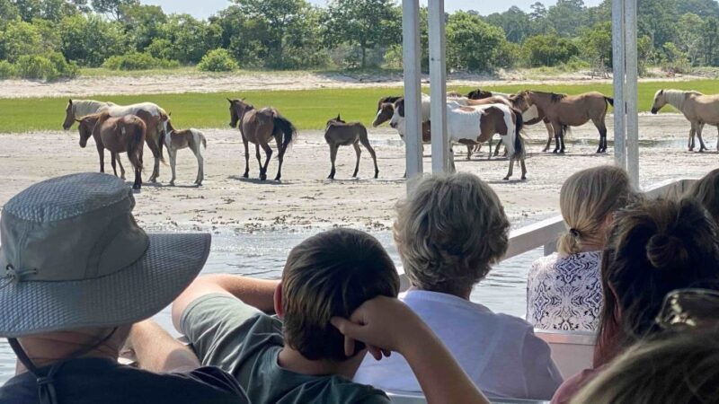 From Chincoteague Island: Assateague Island Boat Tour - An In-Depth Look at the Assateague Island Boat Tour