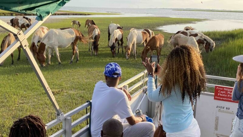From Chincoteague Island: Assateague Island Boat Tour - Final Thoughts