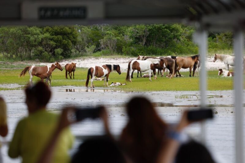 From Chincoteague Island: Assateague Island Boat Tour - FAQs