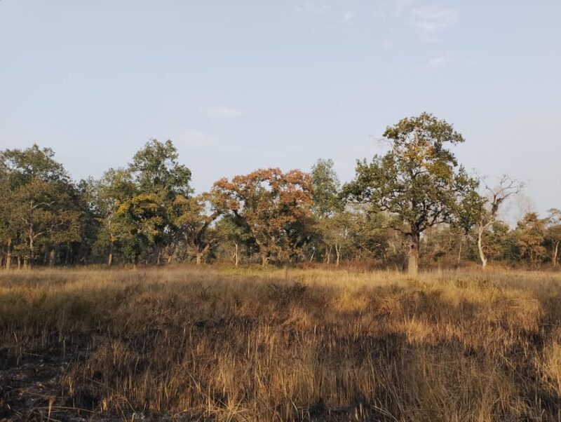 From Chitwan: Day Tour Jeep Safari+Canoeing+Jungle walk - Exploring the Wild Heart of Chitwan: Day Tour Jeep Safari, Canoeing & Jungle Walk