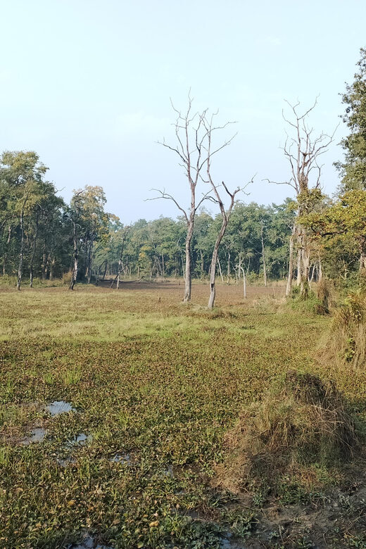 From Chitwan: Day Tour Jeep Safari+Canoeing+Jungle walk - Final Thoughts: Is This Tour Right for You?