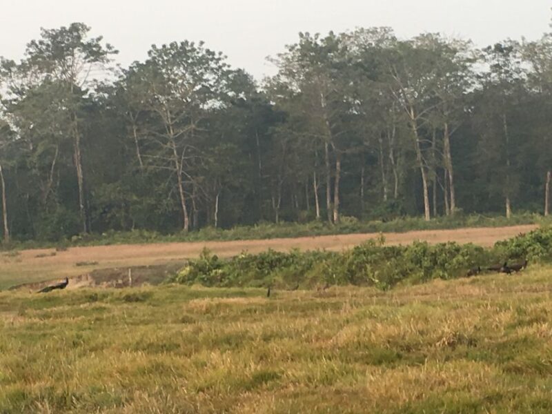 From Chitwan: Full Day Jeep Safari in Chitwan National Park - Why a Jeep Safari in Chitwan Matters