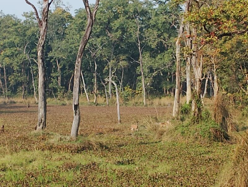 From Chitwan: Half Day Caneoing & jungle walk with Guide - FAQ