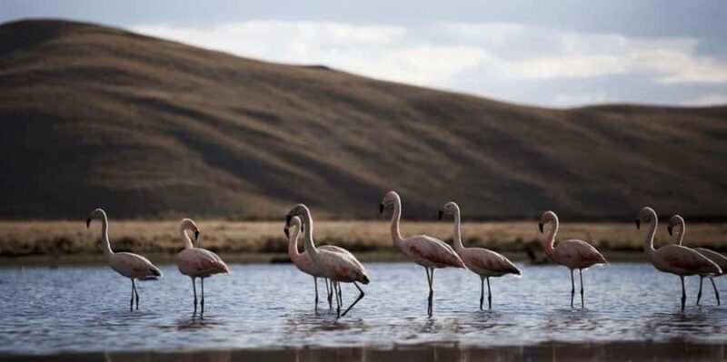 From Chivay - Colca || Chivay - Puno Route || - Exploring the Chivay to Puno Route: what to expect