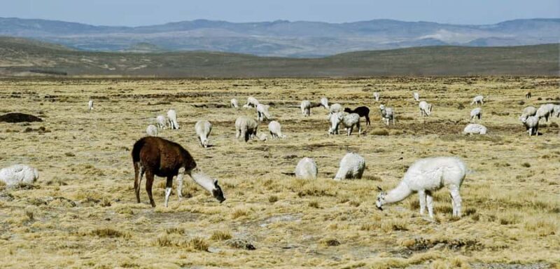 From Chivay - Colca || Chivay - Puno Route || - Who Is This Tour Best For?