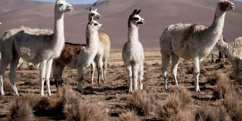 From Chivay - Colca || with connection to Puno - Authentic Insights from Travelers