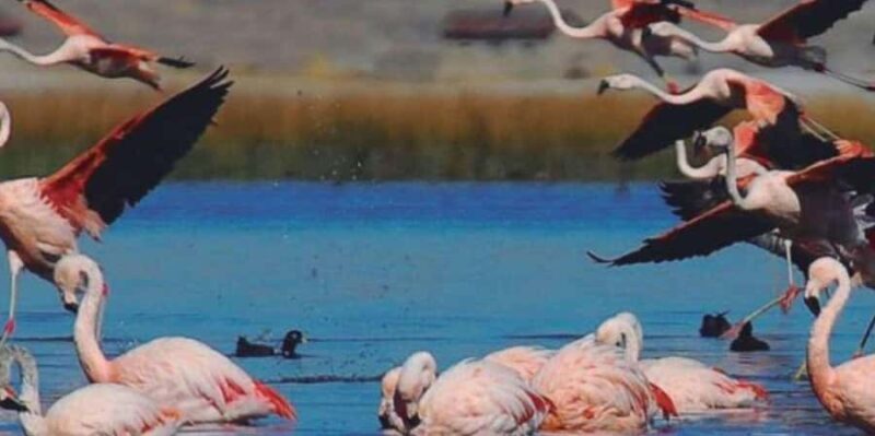 From Chivay: Route from Chivay (Colca) to the city of Puno - From Chivay: Route from Chivay (Colca) to the city of Puno