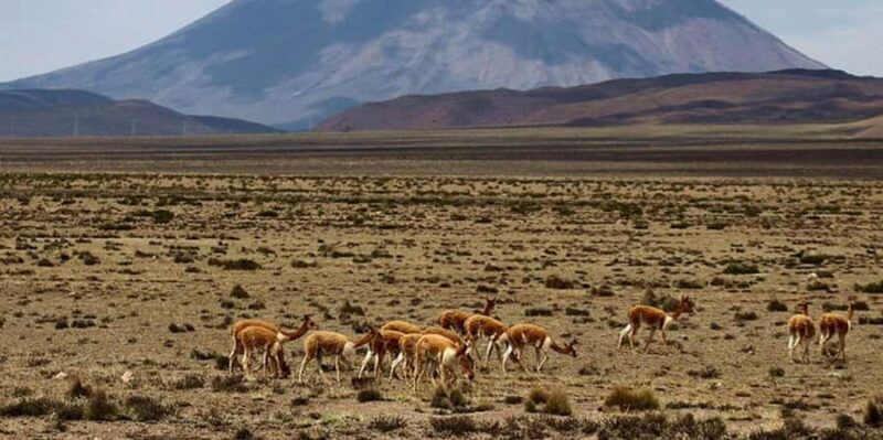 From Chivay: Route from Chivay (Colca) to the city of Puno - Key Points